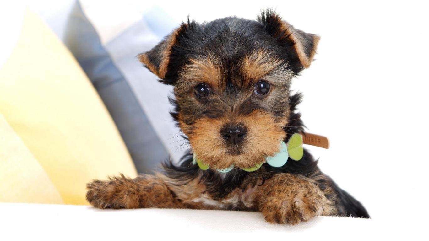 Cute Yorkie Puppies Picture Dogs With Miniature HD
