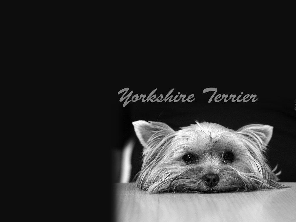 Little Yorkshire Terrier 1024x768 Wallpaper. Yorkshire Terrier