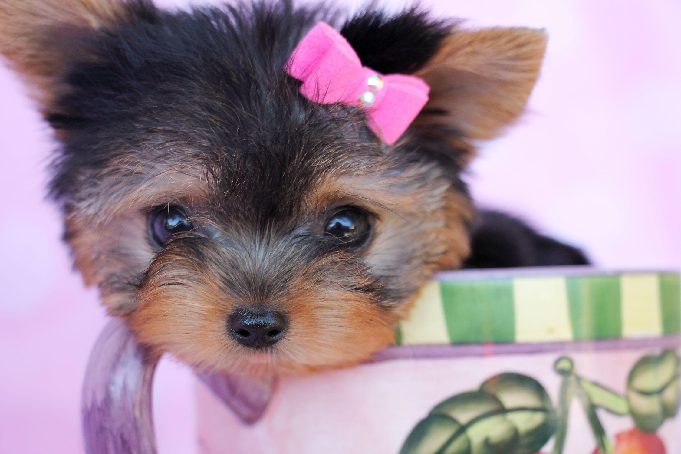 About The Cutest Yorkie Terrier Mini Wallpaper With Picture
