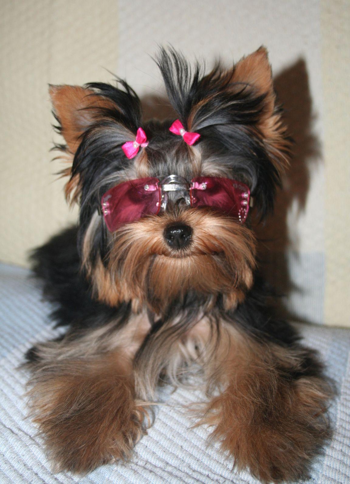 Yorkshire Terrier and Affectionate. Yorkshire terrier