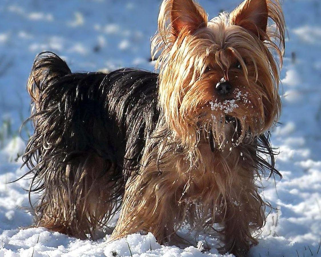 Yorkshire Terriers Wallpaper Apps on Google Play