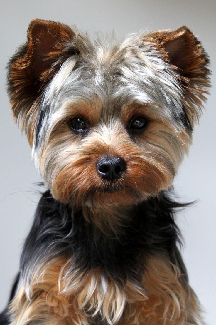 Yorkshire terrier haircut ideas only