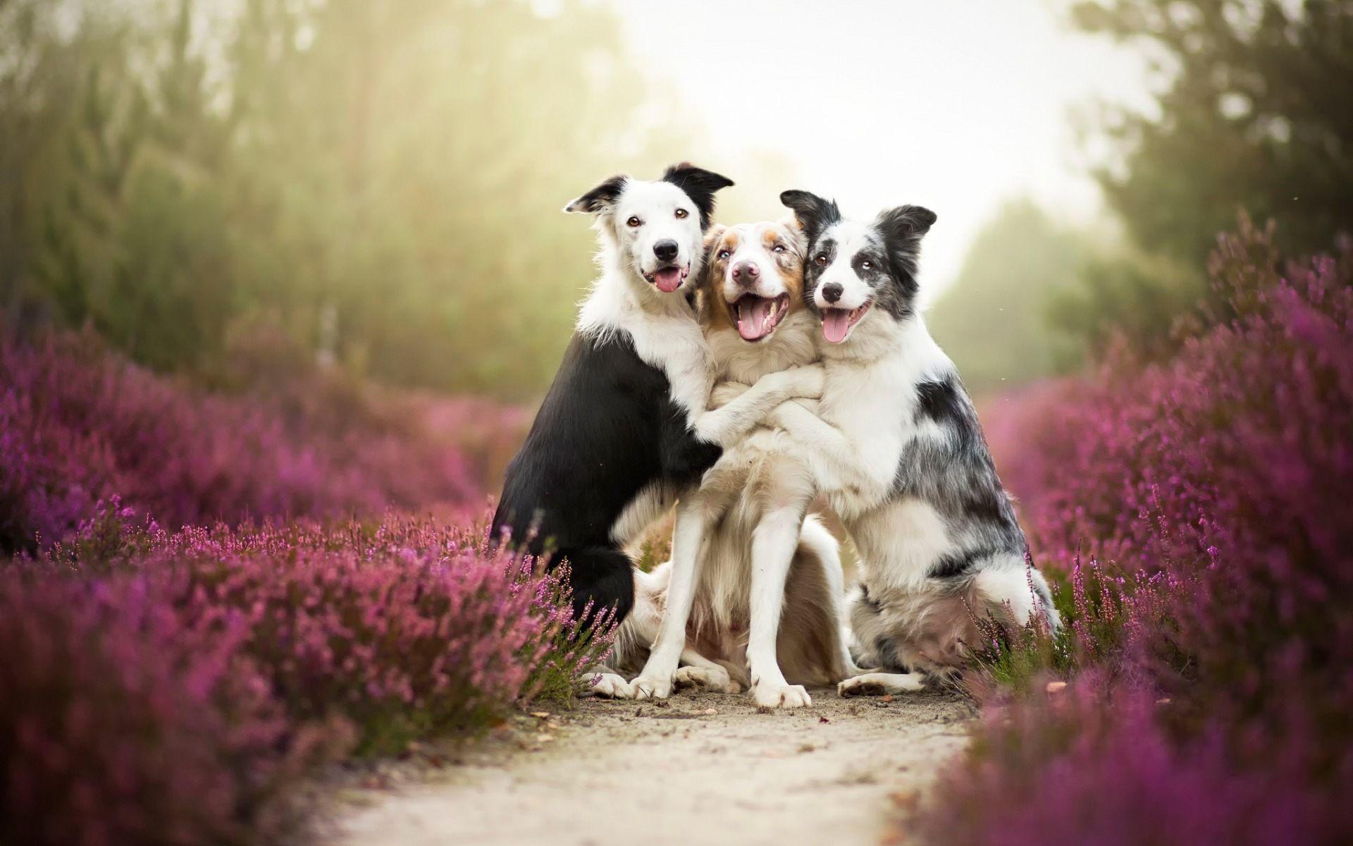 Two Dogs Wallpaper HD Download Of Cute Big Dogs