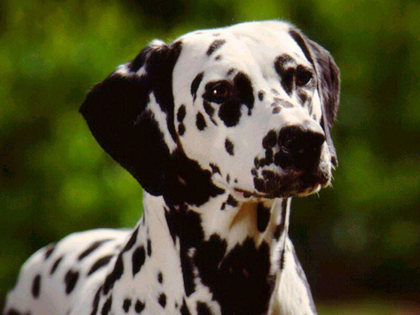 dalmation dog photo. Big Dalmatian Dog. Dog Wallpaper, Puppy