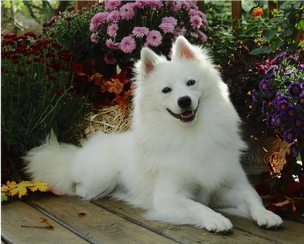 beautiful white dogs wallpaper