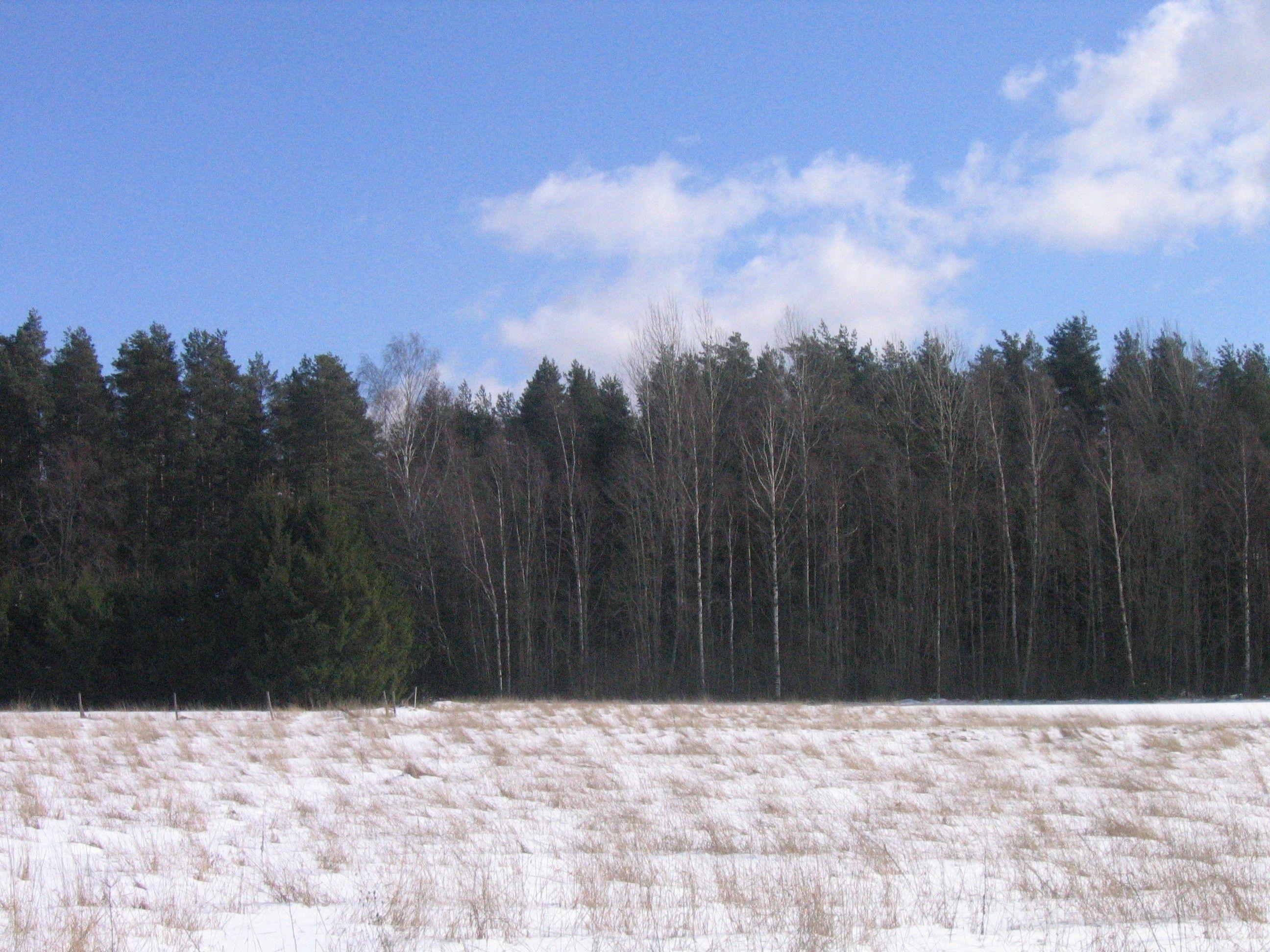 Forests: Flag White Tree Snow Sky Black Estonian Forest Estonia