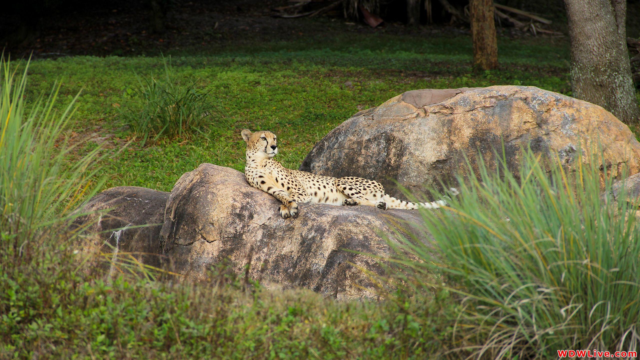 Kilimanjaro Safaris: Close Up Of Cheetah At Disney's Animal