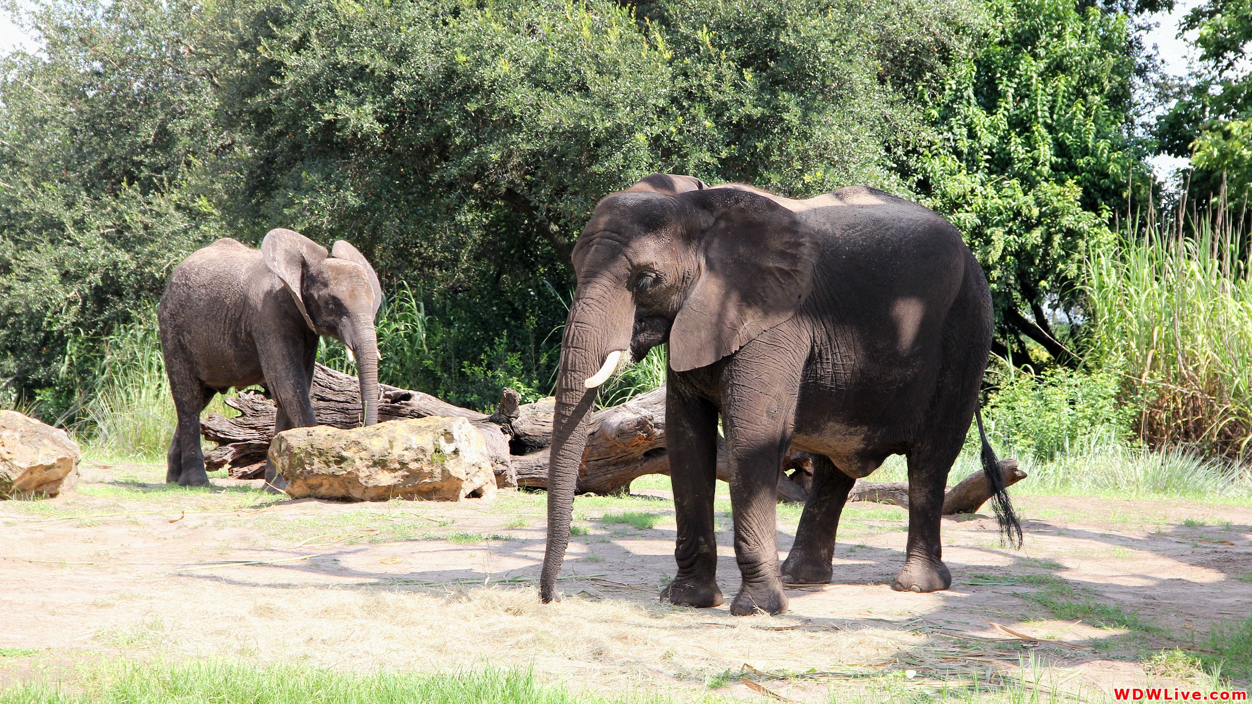 Kilimanjaro Safaris: African bush elephants can be seen at