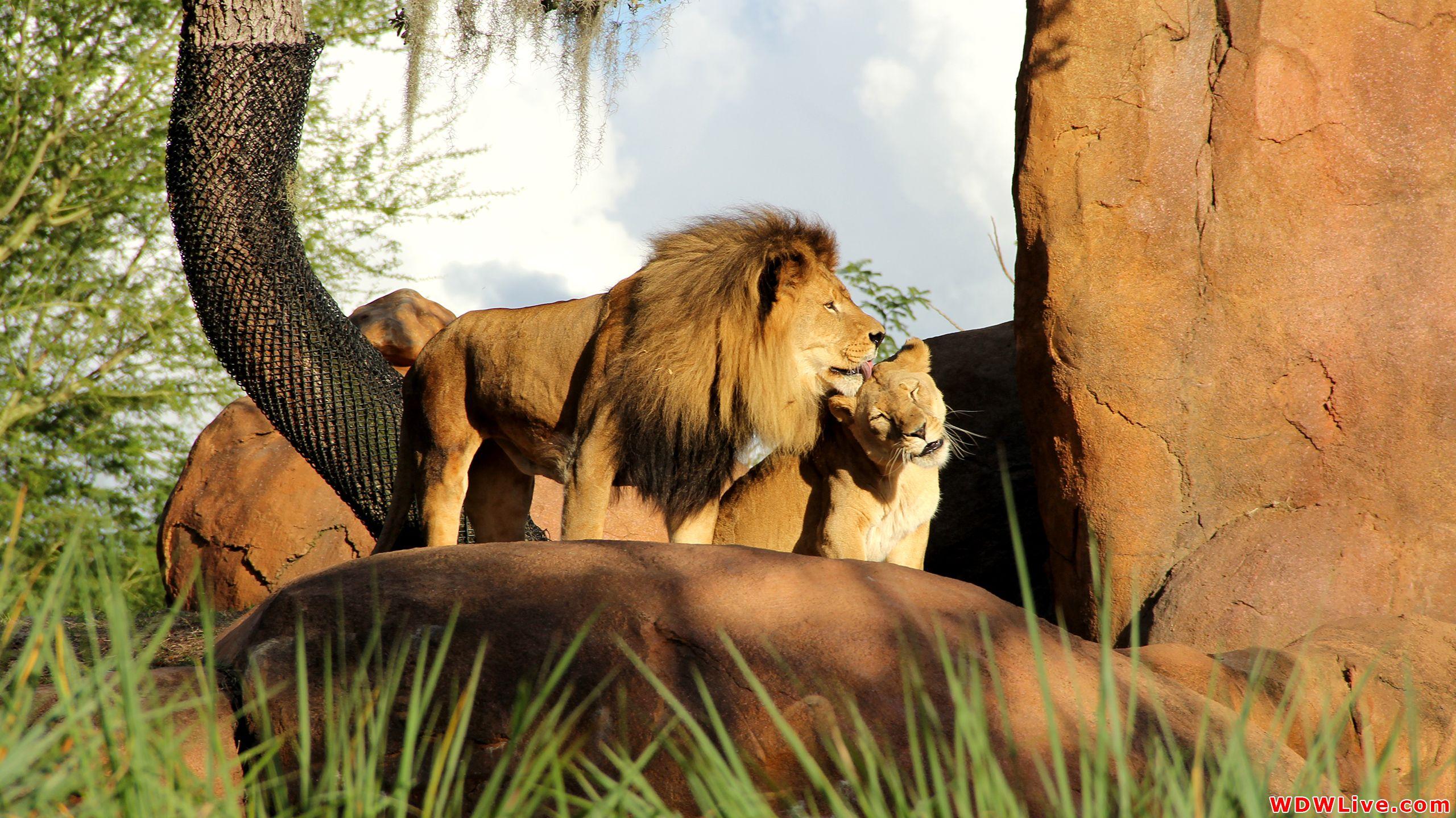 Kilimanjaro Safaris: Can you feel the love tonight!