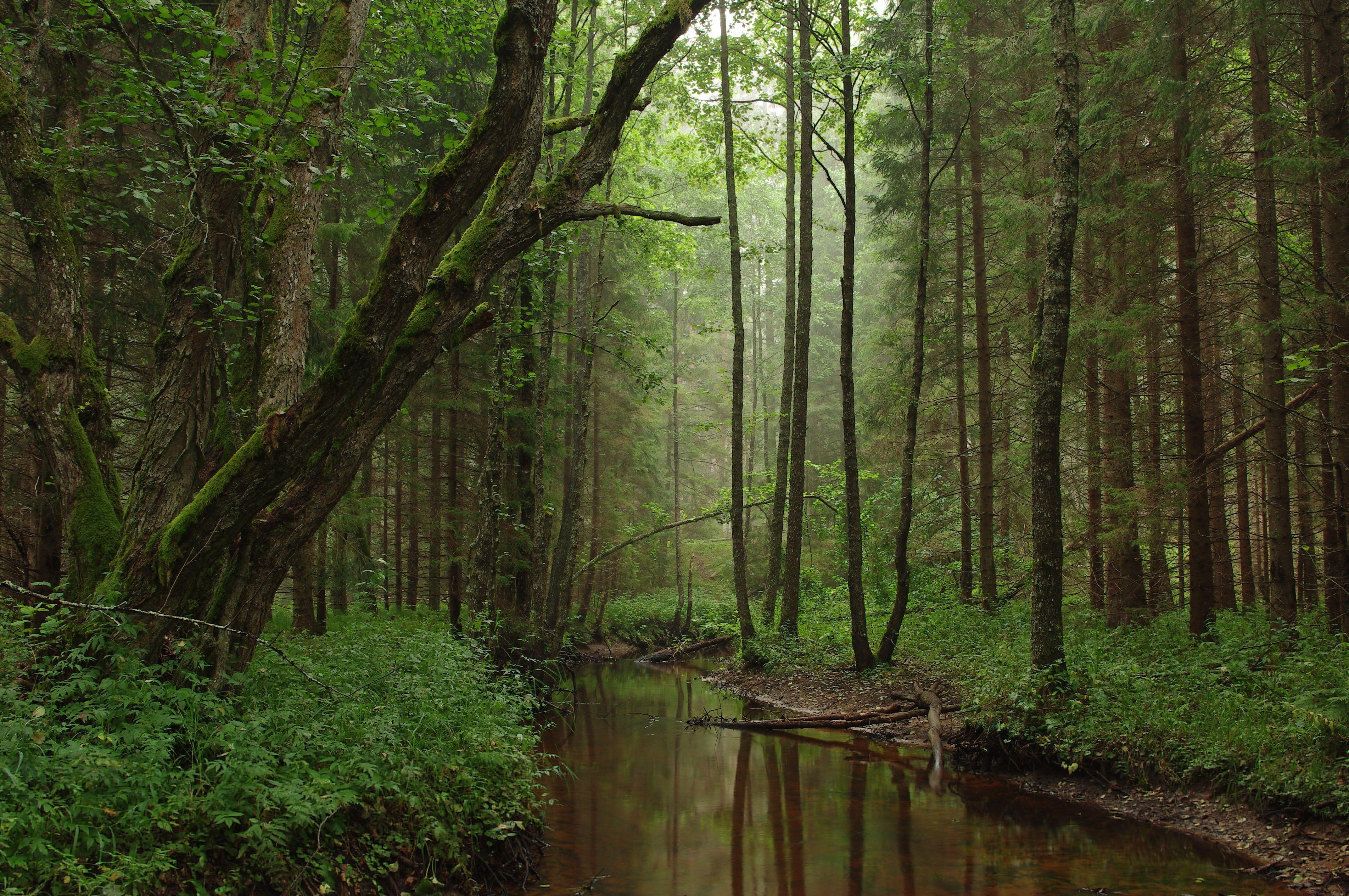 Korvemaa nature park in estonia wallpaper