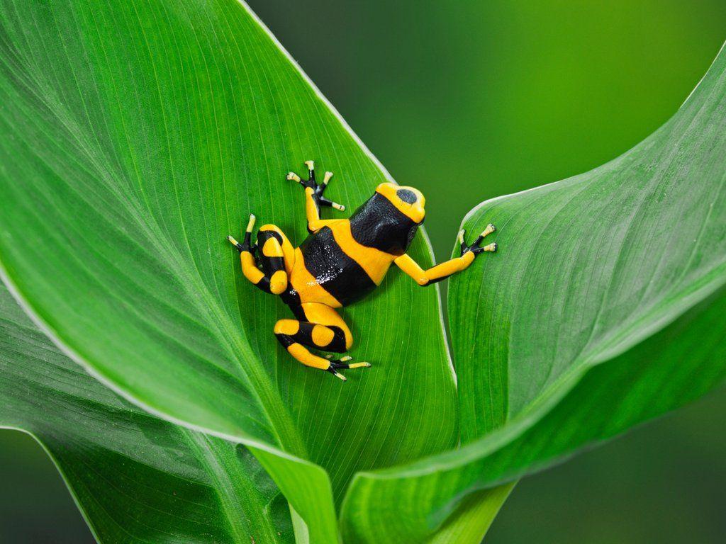 Bumblebee Poison Dart Frog, Guyana. Amphibia. Dart