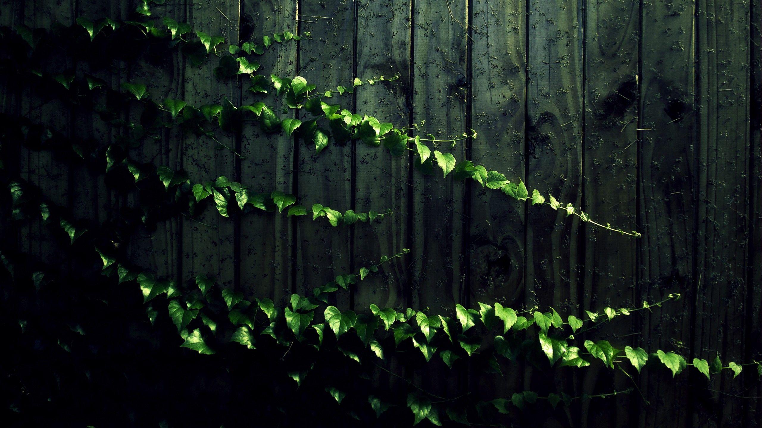 Creeping Vine HD Wallpaper. Background Imagex1440