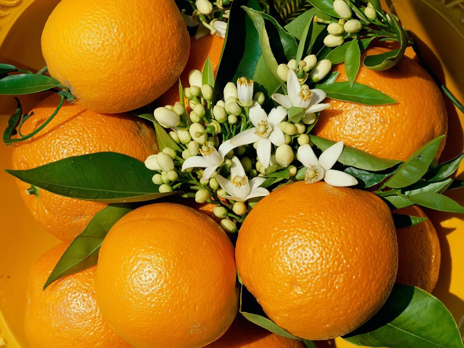 Oranges Wallpaper Plants Nature Wallpaper in jpg format for free