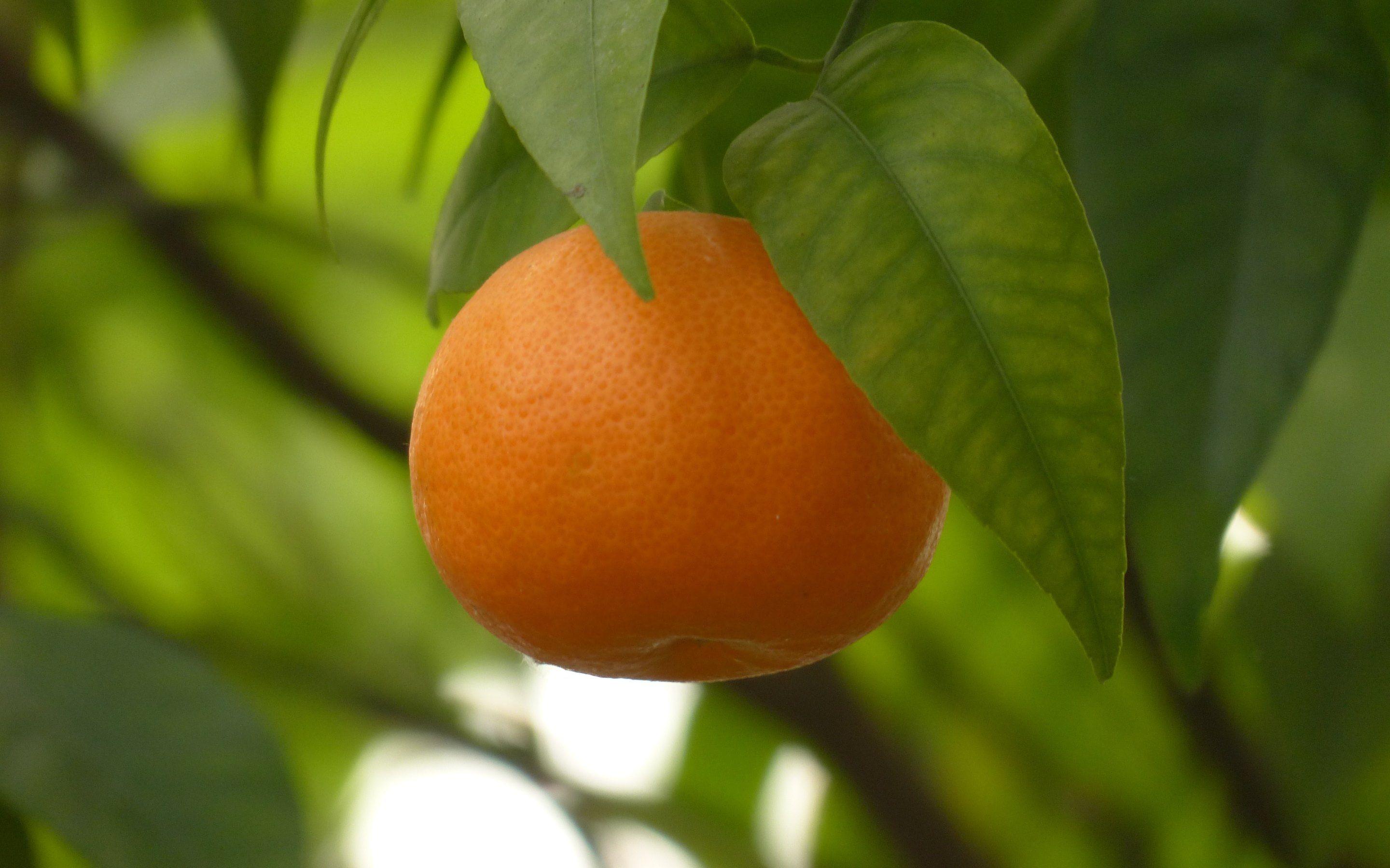 Mandarin Oranges Wallpaper Archives.com