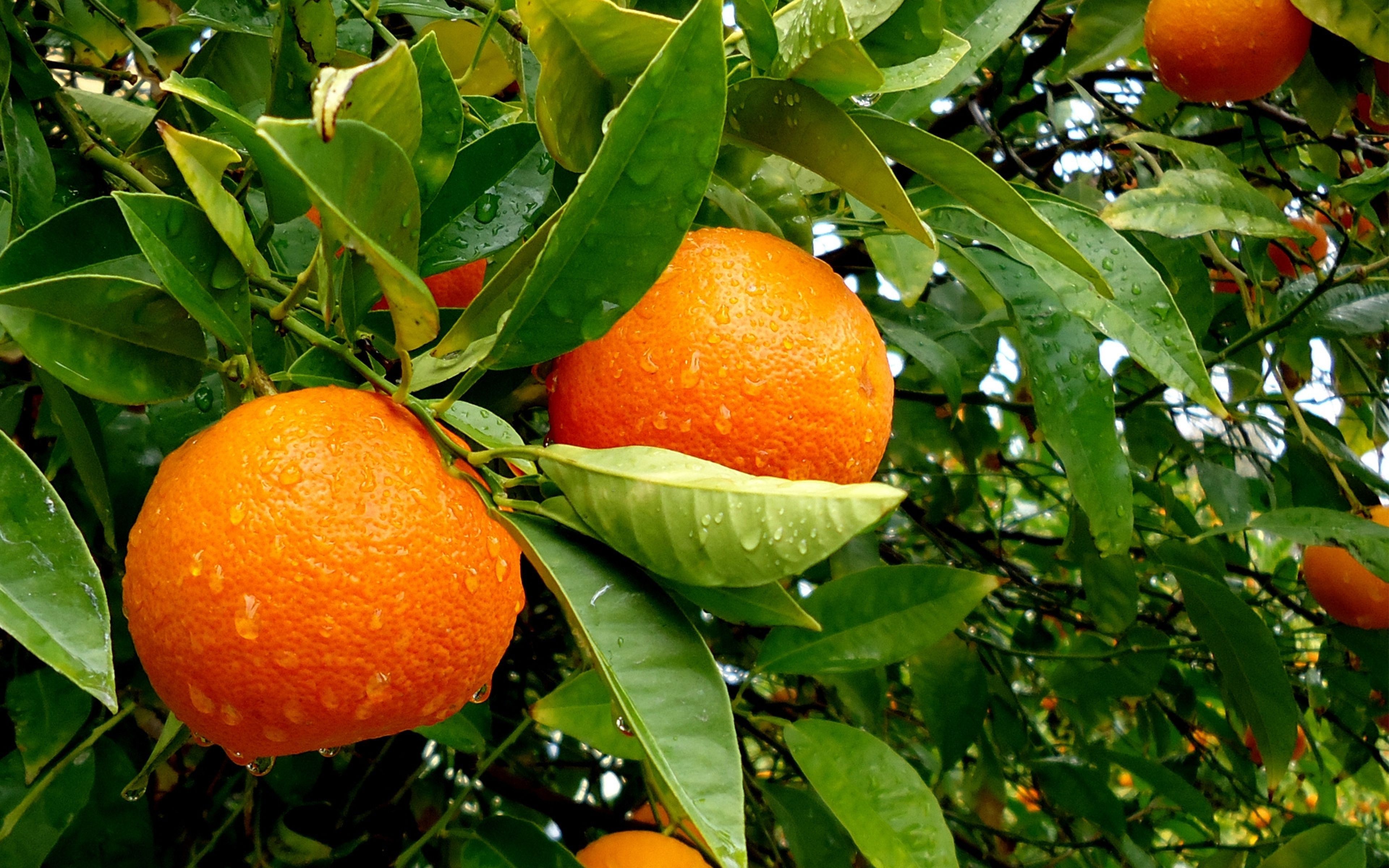 Download Wallpaper 3840x2400 Tree, Fruit, Tasty, Oranges Ultra HD