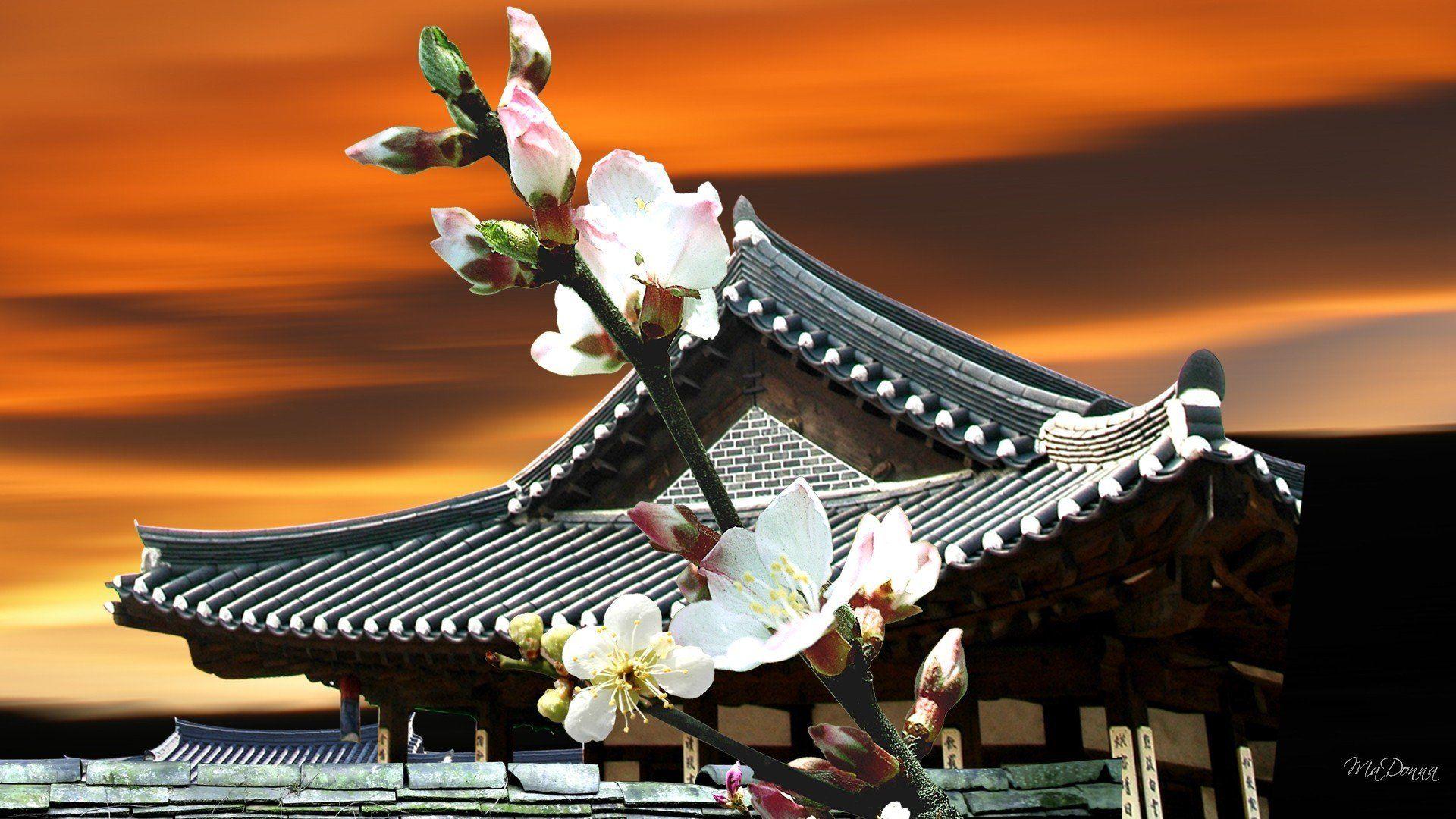 Sunset cherry blossoms pagodas oriental pagoda wallpaper