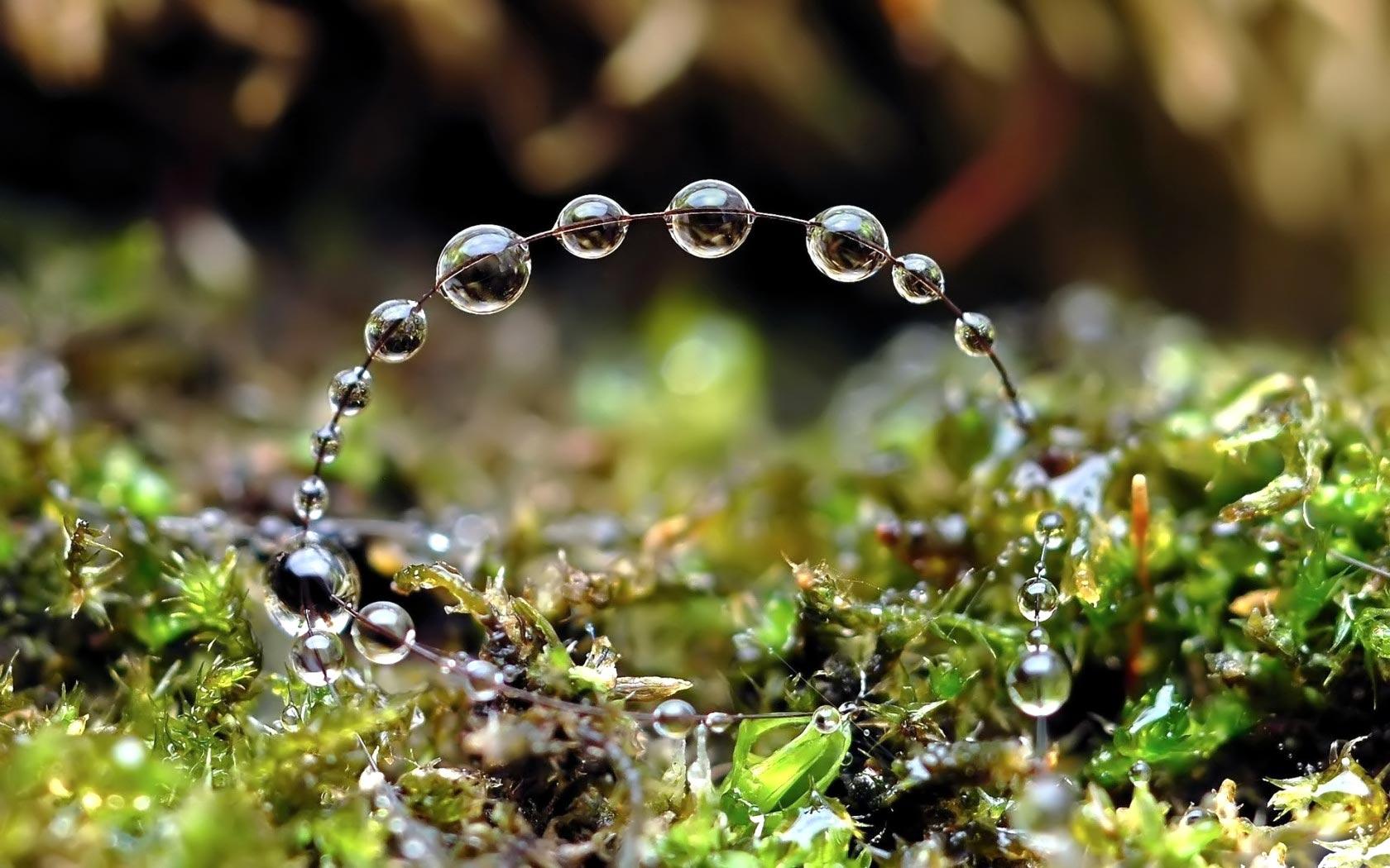 Beads of morning dew background (wallpaper)