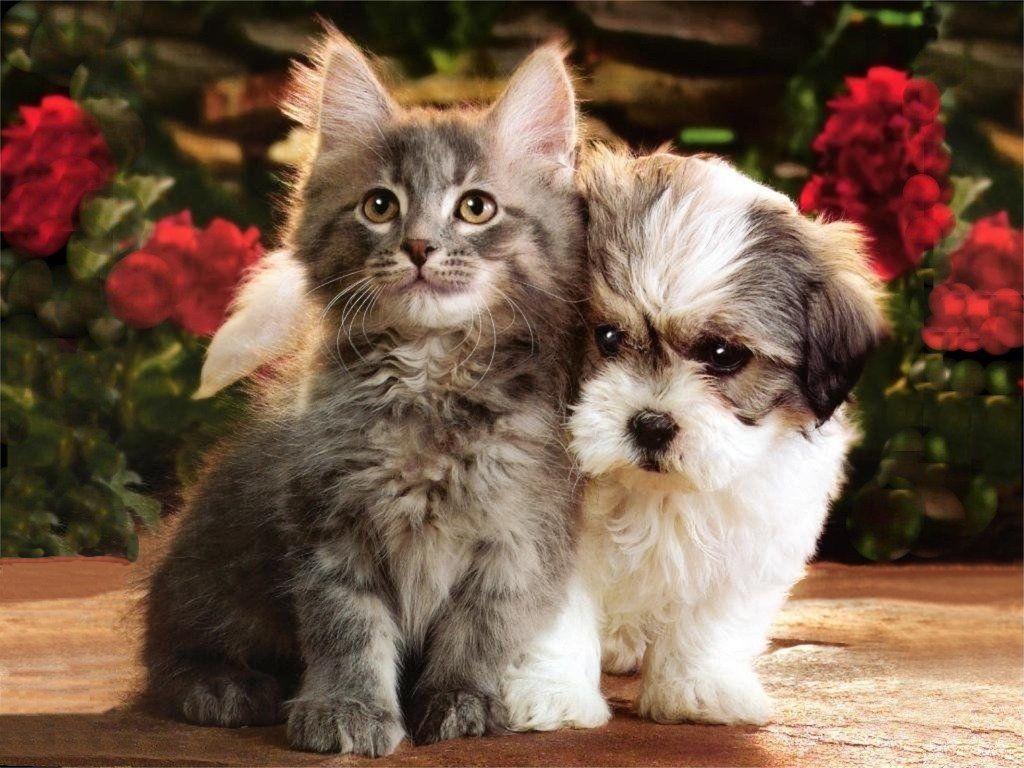 Kitten and Puppy Wallpaper. Art Wallpaper. Puppy