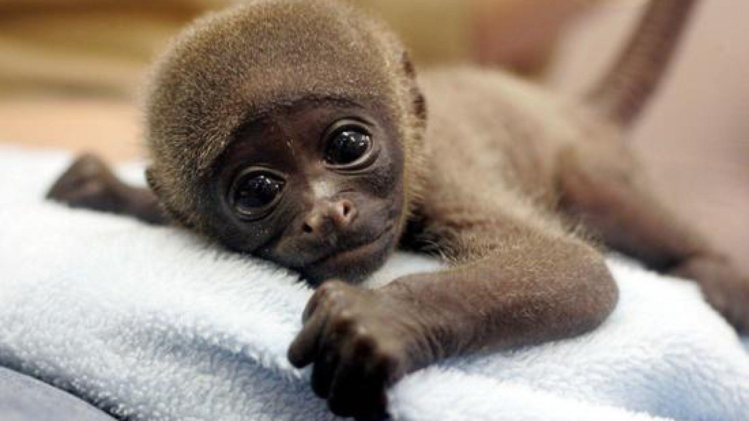 Cute Baby Monkey