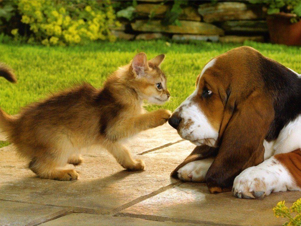 Kittens And Puppies Wallpaper