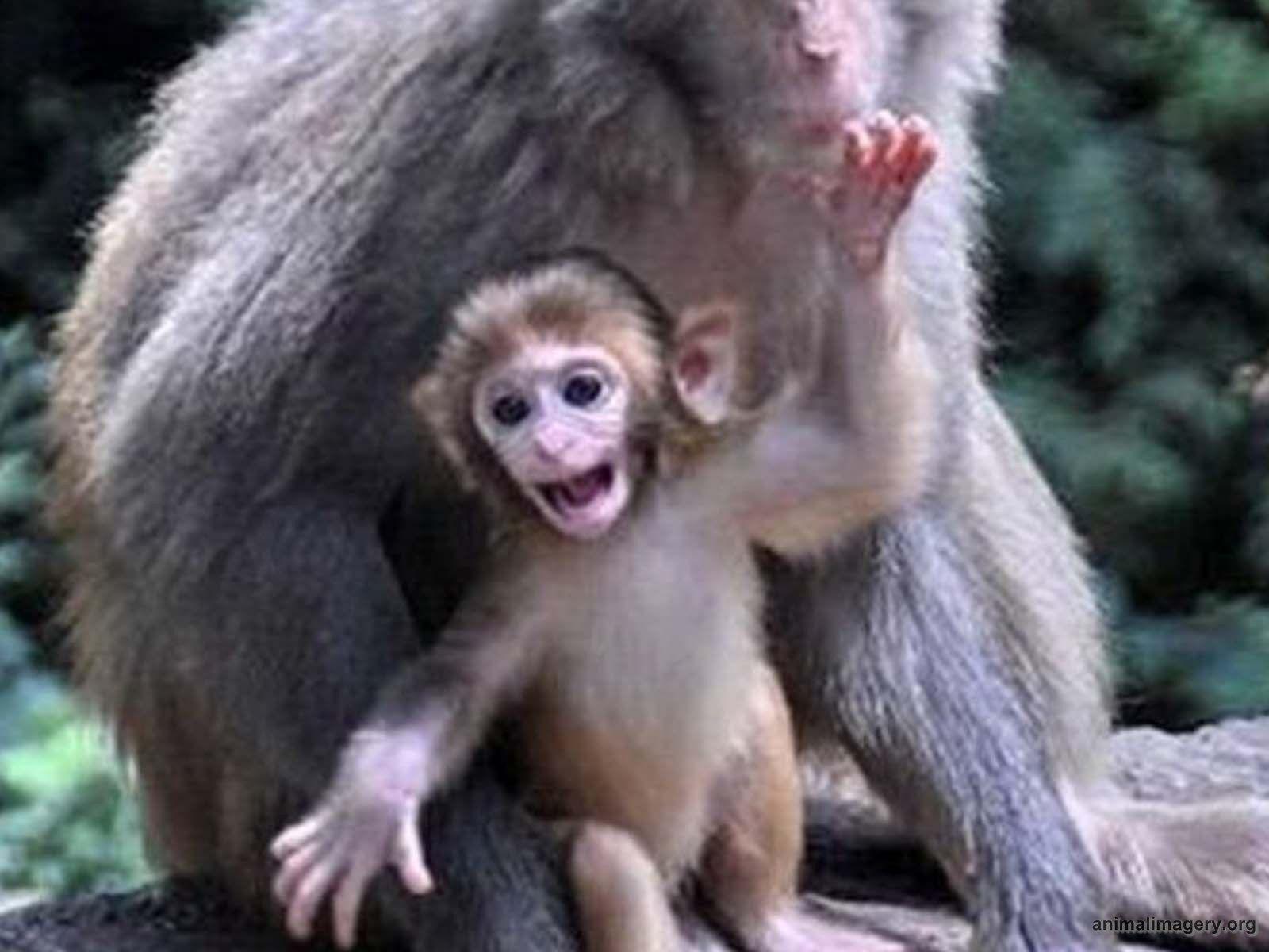Cute Baby Spider Monkeys 10754 HD Wallpaper in Animals