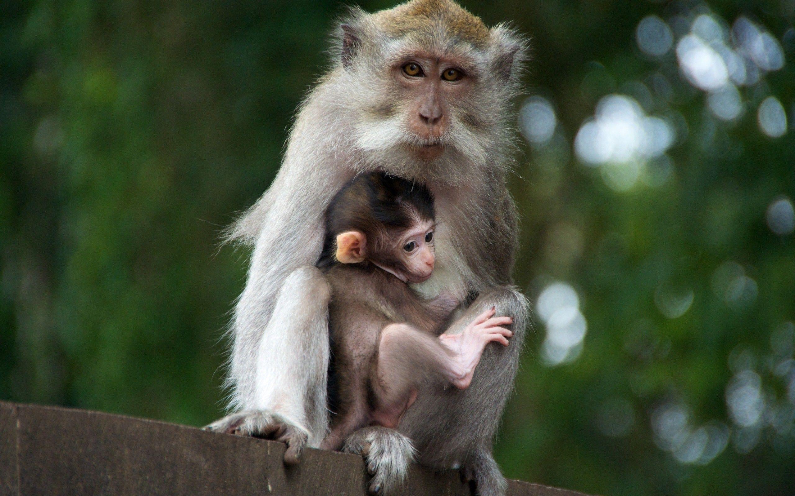 Cute Monkey with His Child HD Animal Photo