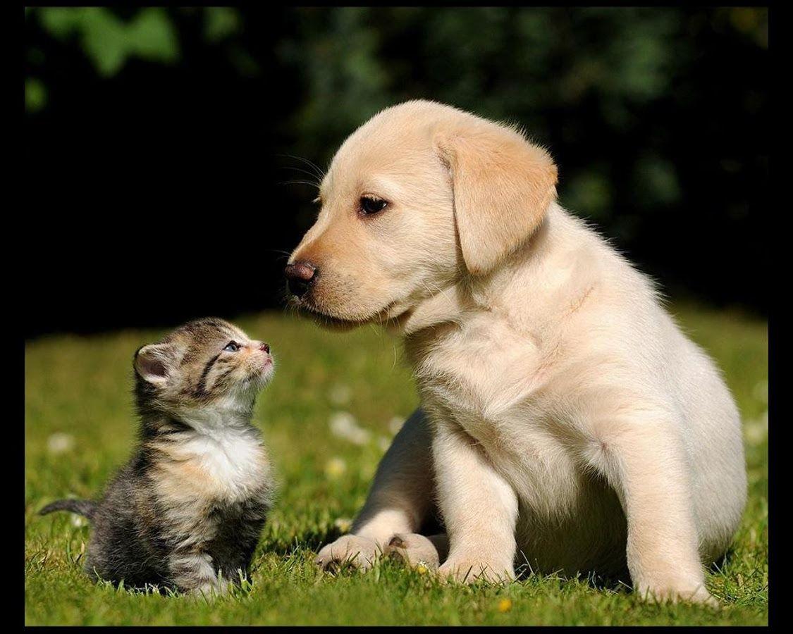 Kittens And Puppies Wallpapers Wallpaper Cave
