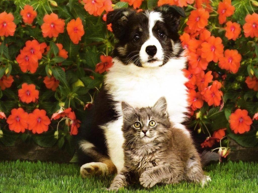 Puppies And Kittens Android Wallpaper, Animal Wallpaper