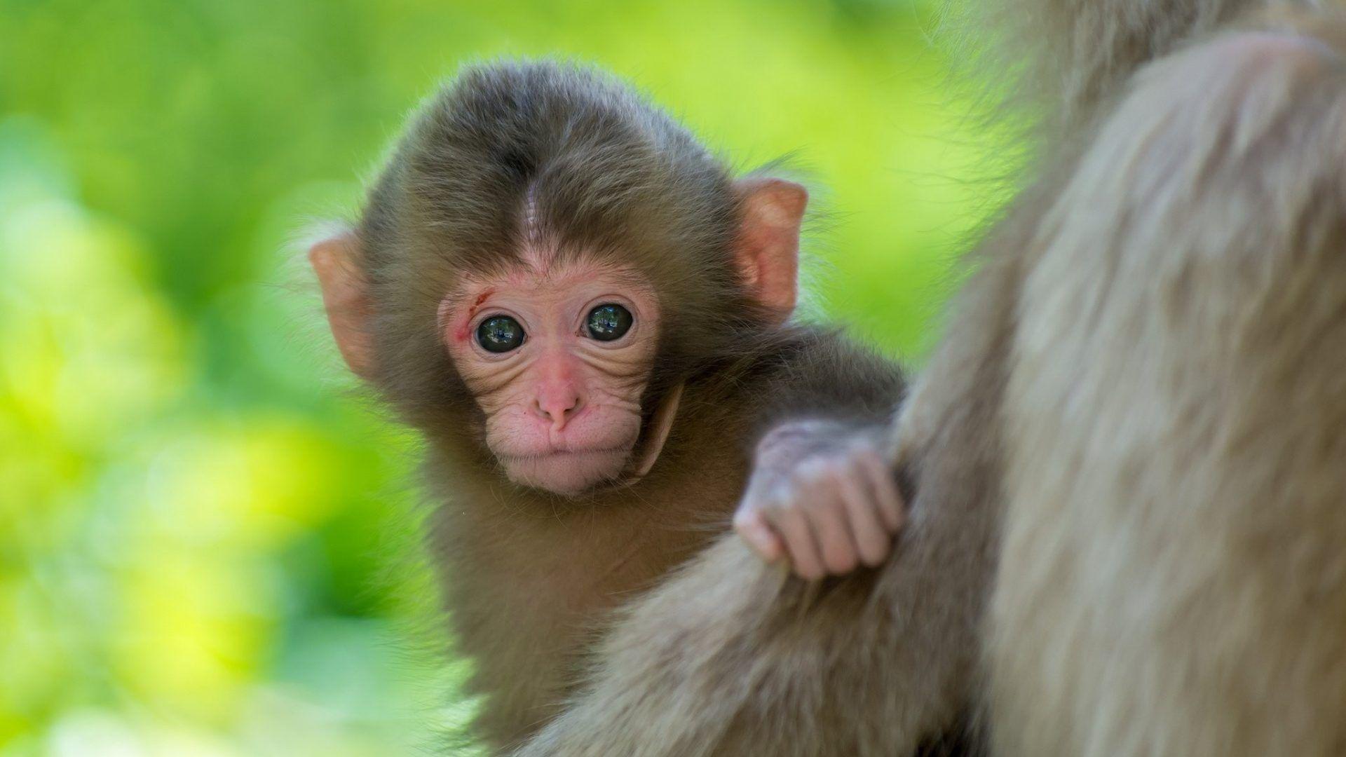 Monkey Tag wallpaper: Baby Monkey Animals Picture. Two Animals
