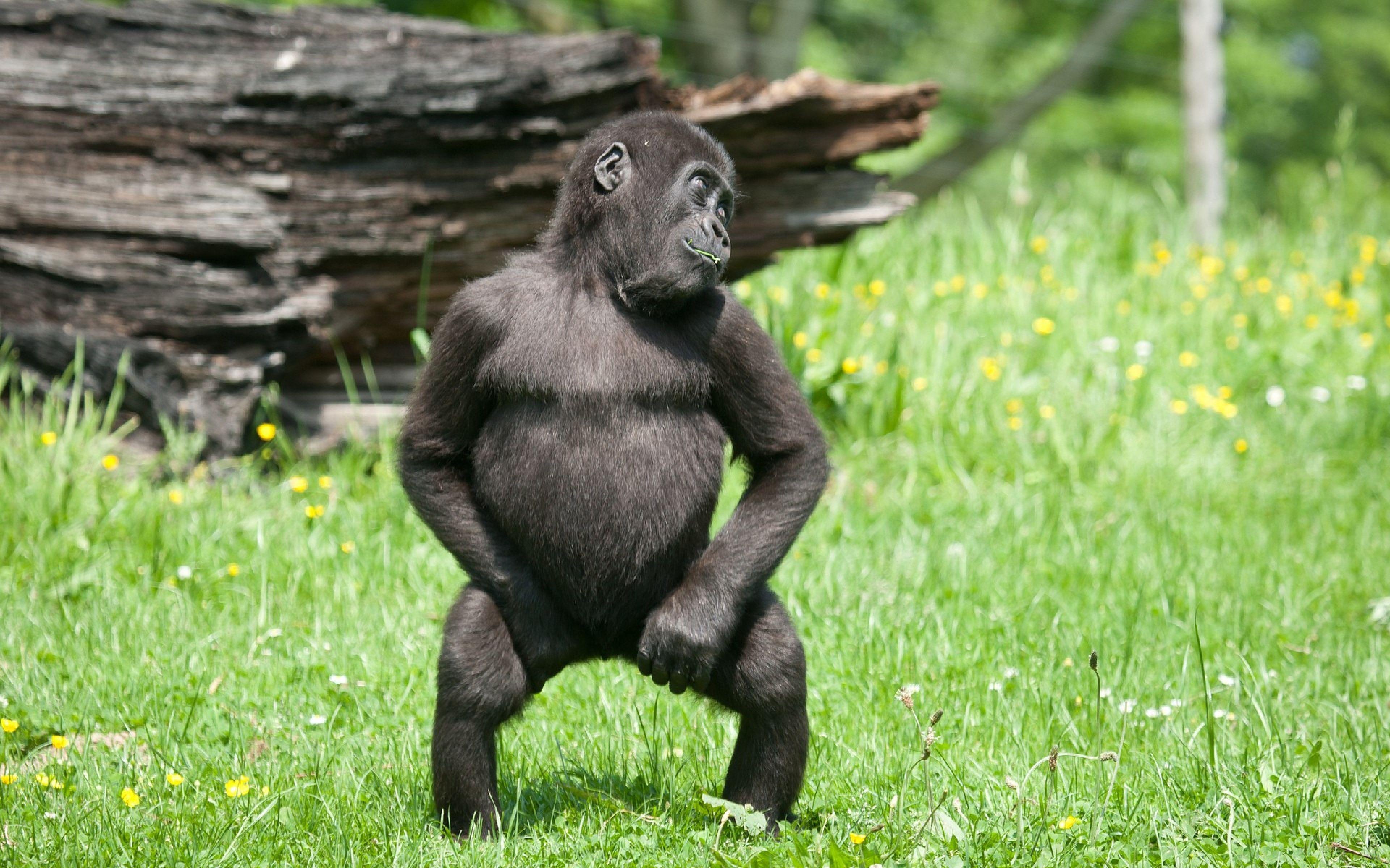 Танцующий шимпанзе