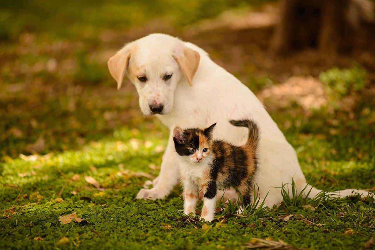 Photo Puppy kitty cat Cats Dogs Two Grass Animals