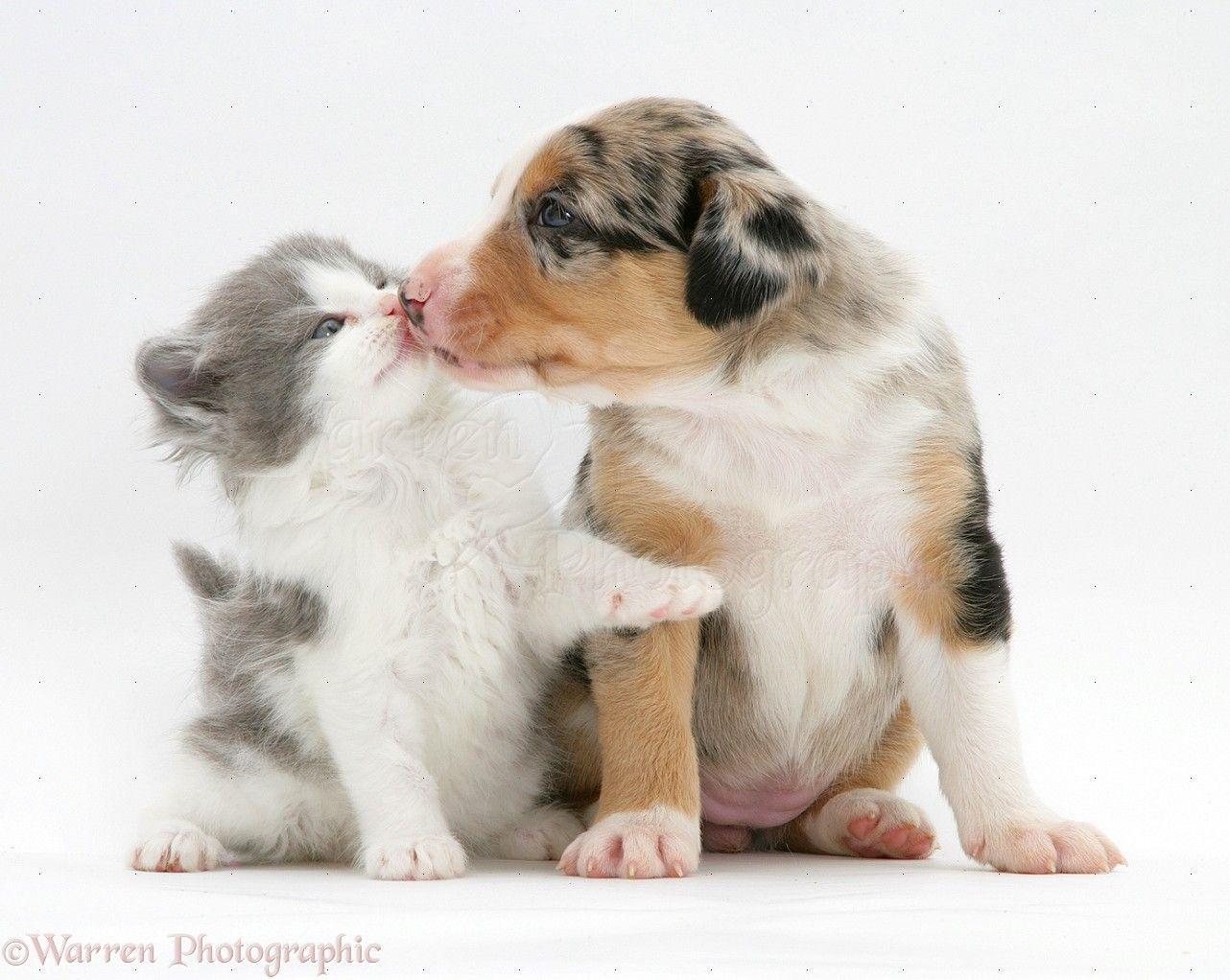 Pets: Border Collie pup and kitten kissing photo