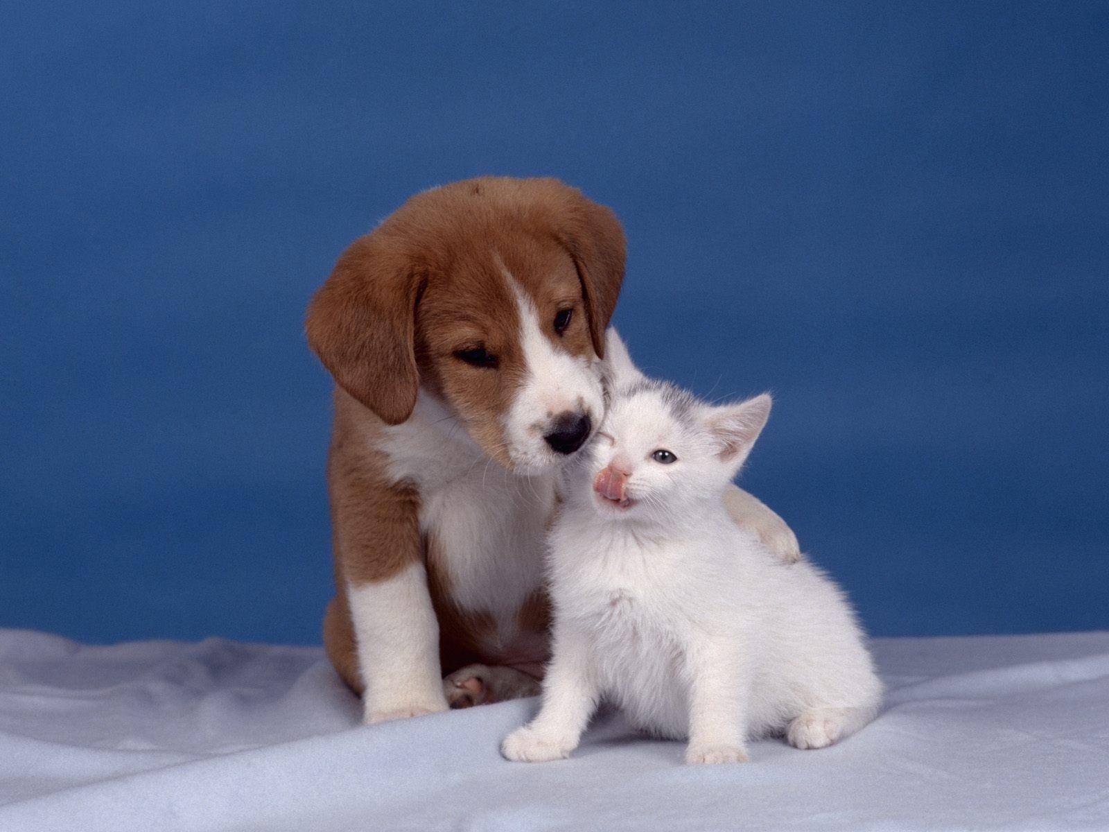 Kittens and Puppies Together. Here a some of the cute puppies