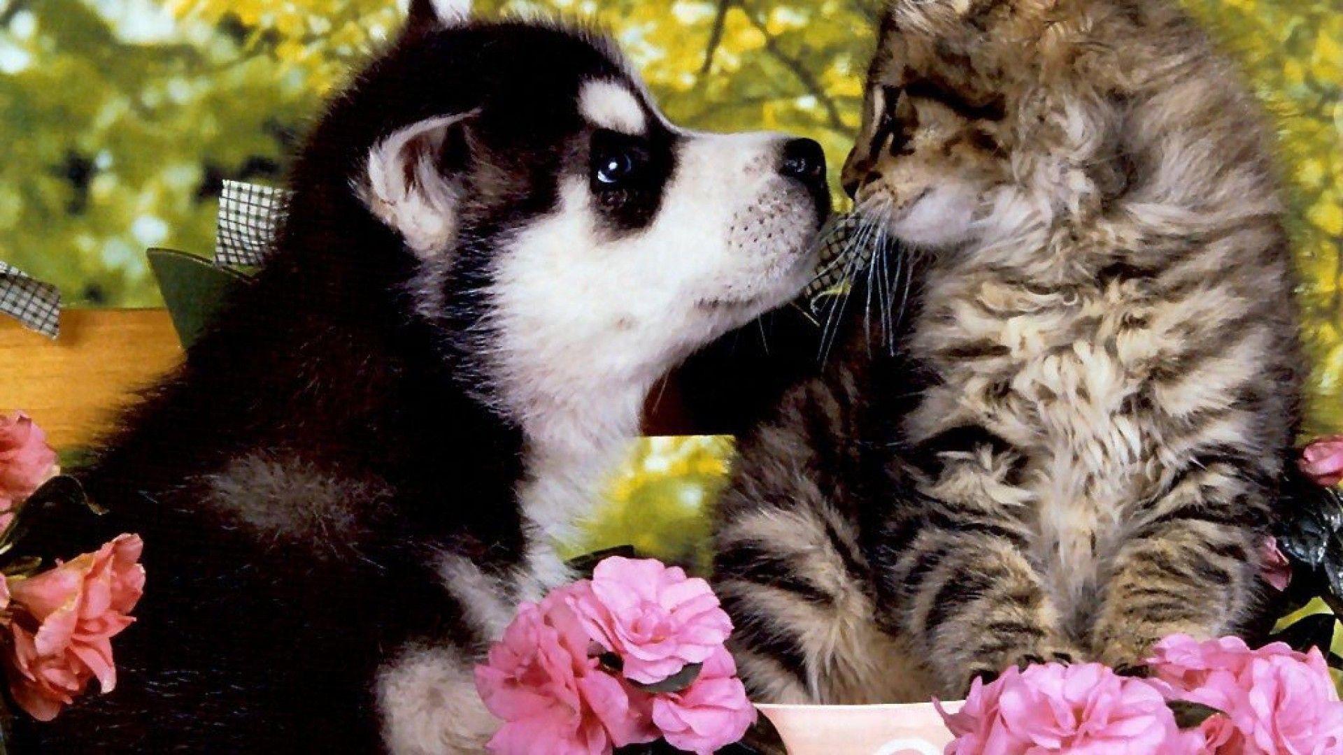 Huskie Puppy A Kitten HD desktop wallpaper, Widescreen, High