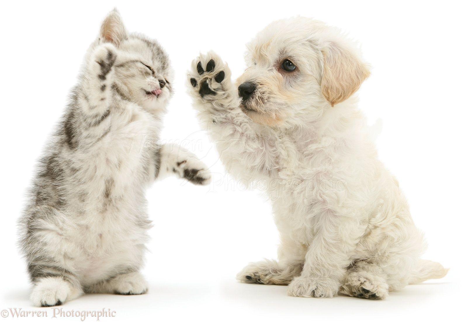 Pets: Woodle puppy and kitten boxing photo
