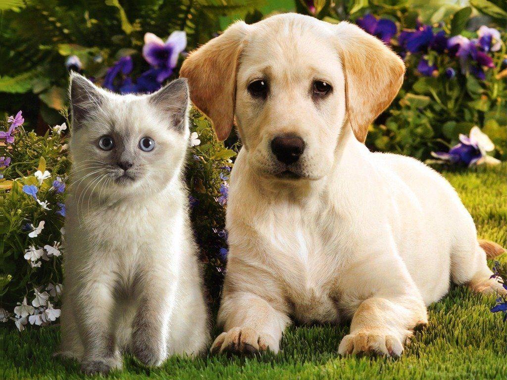 Kittens And Puppies Wallpapers - Wallpaper Cave