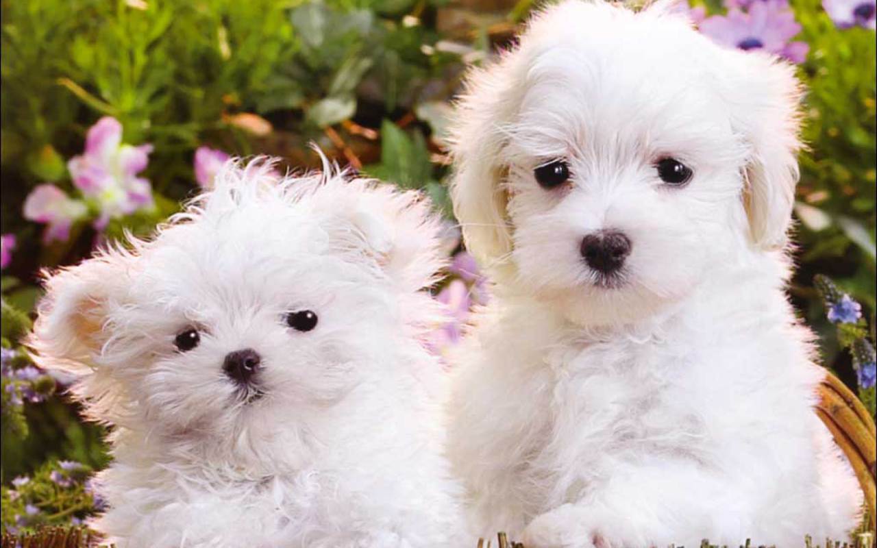 Free Cute Puppies Wallpaper. Download Wallpaper