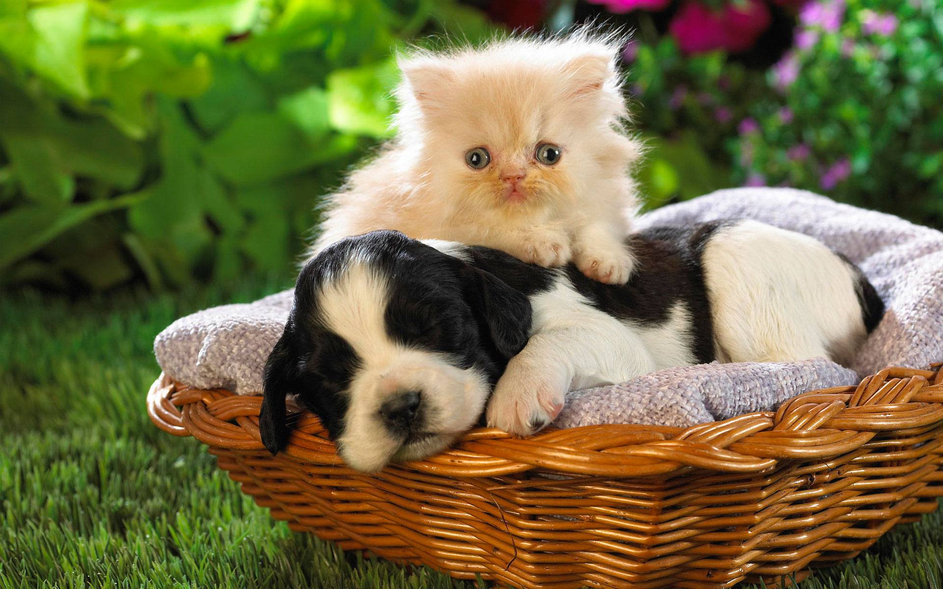 HD Wallpaper Puppies & Kittens