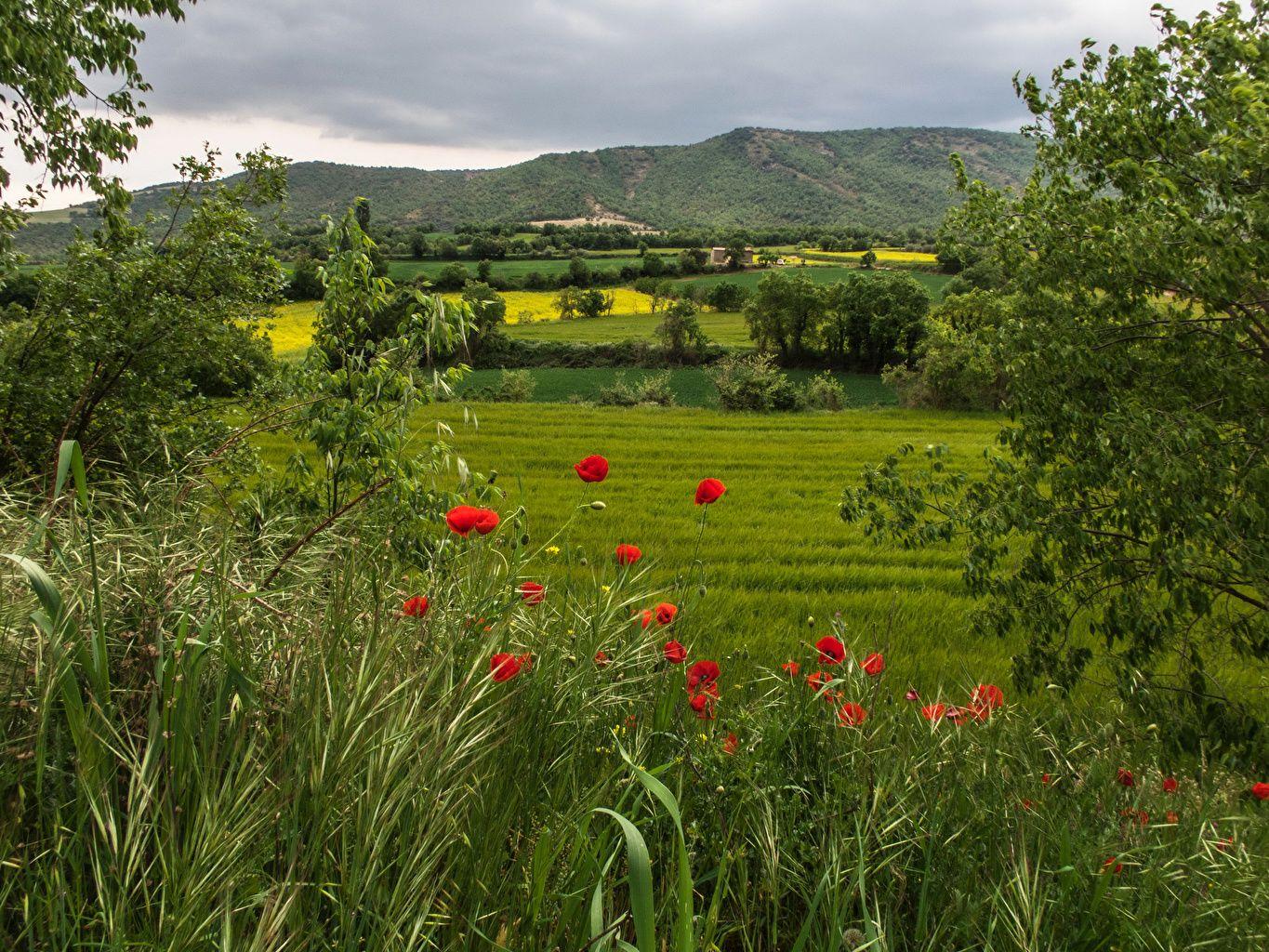 Wallpaper Spain Catalonia Nature Hill Poppies Grasslands Grass Bush