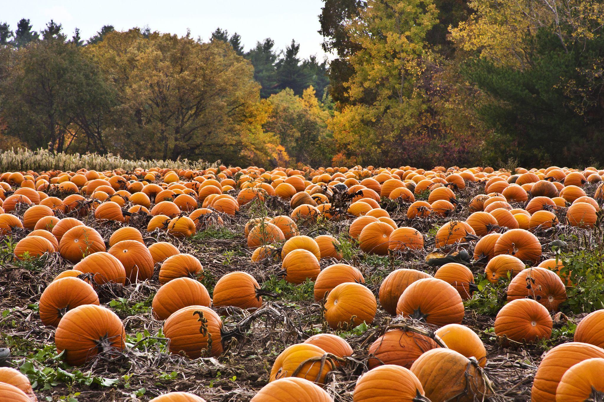 Autumn Pumpkin Desktop Wallpaper
