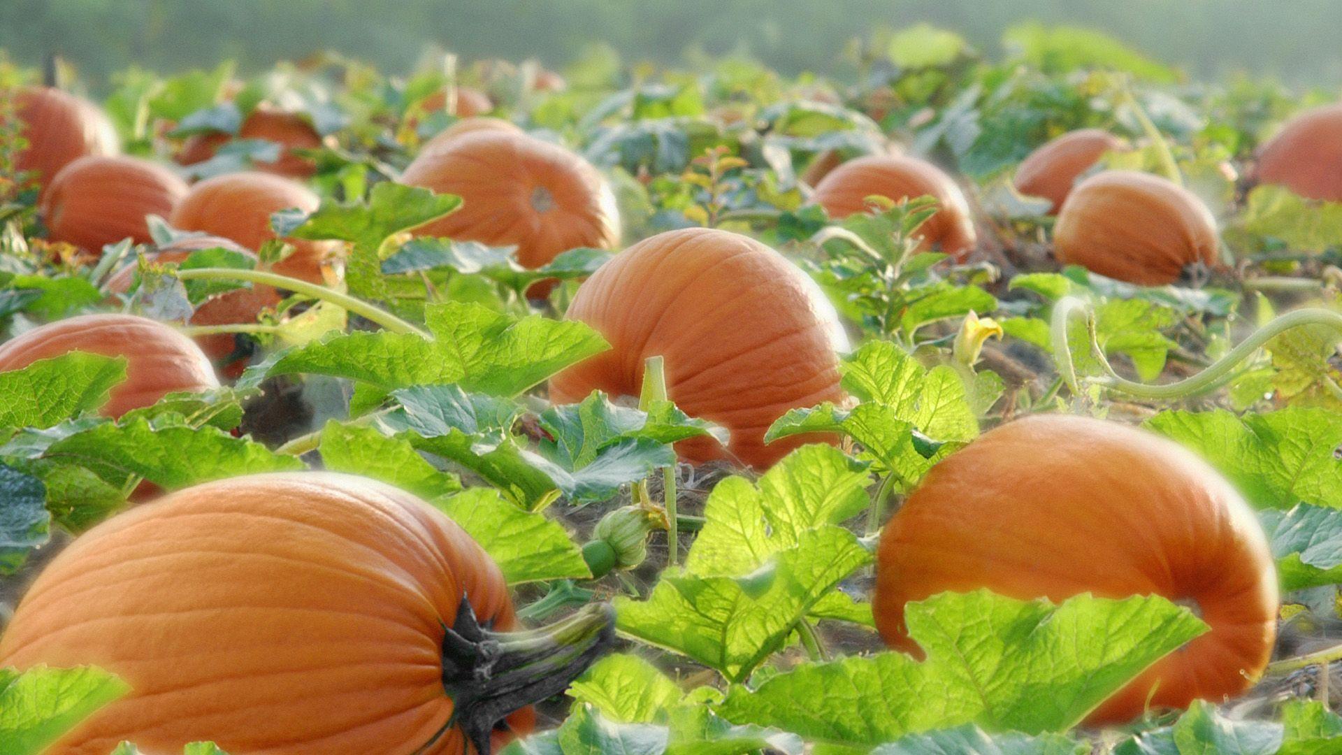 Pumpkin Wallpaper HD