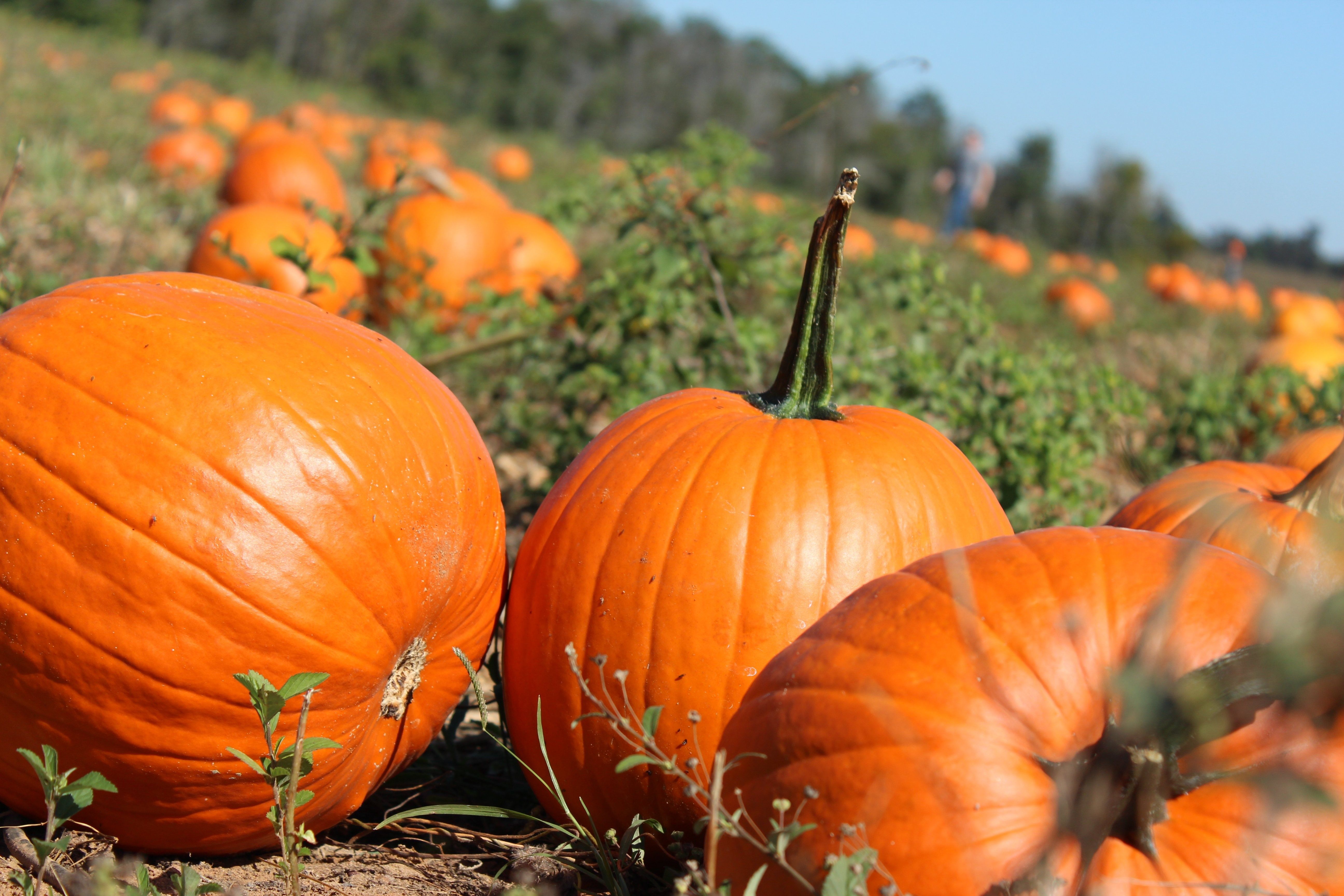 pumpkin patch wallpaper background image HD wallpaper