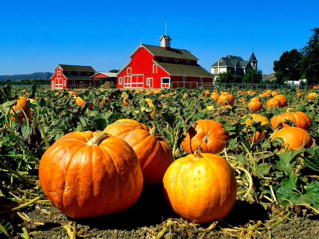 HOW TO CURE AND STORE PUMPKINS. The Garden of Eaden