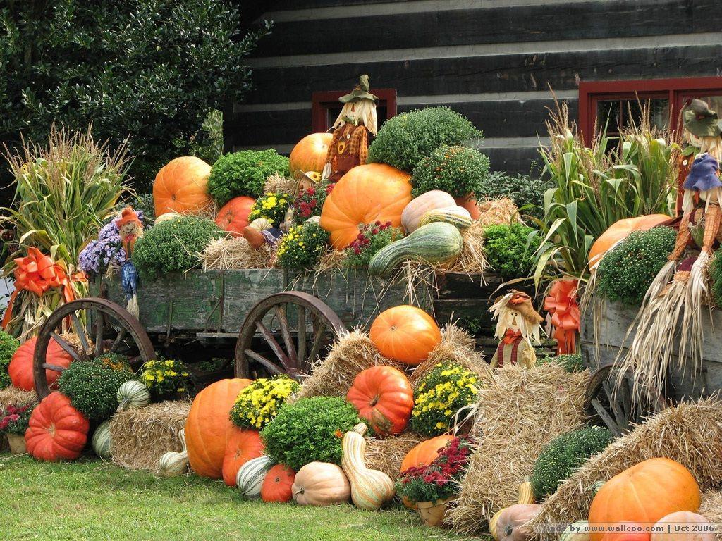 Autumn Display, Scarecrow & Pumpkins Wallpaper .pumpkins