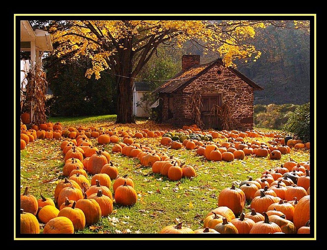 Free Fall Wallpaper with Pumpkins