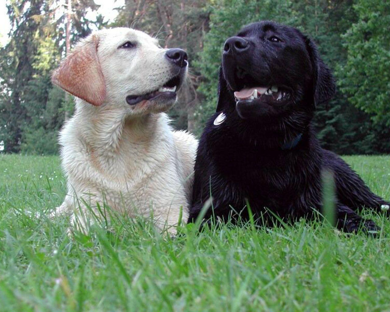 Lab Dogs Wallpapers Wallpaper Cave