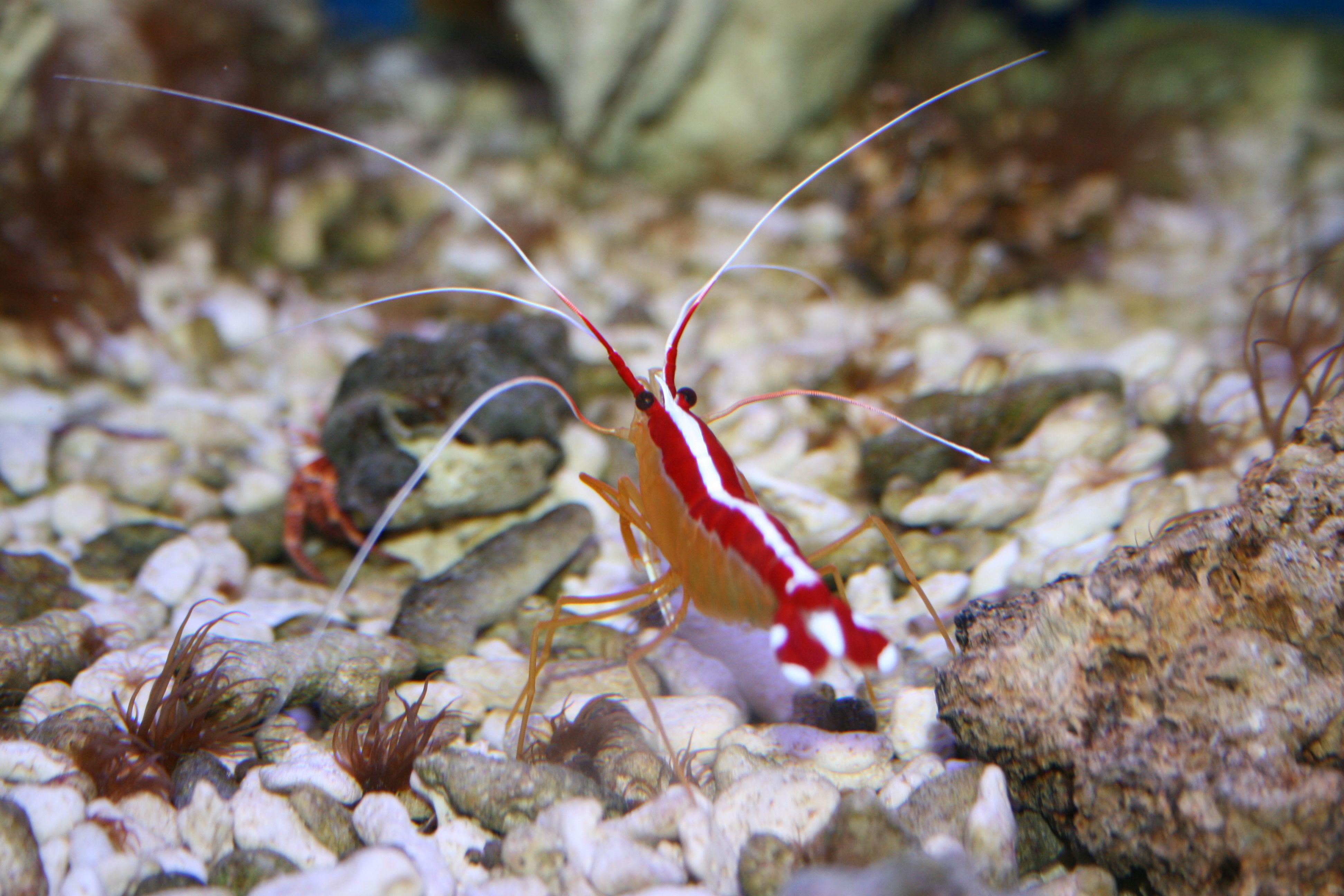 Shrimp Wallpapers - Wallpaper Cave