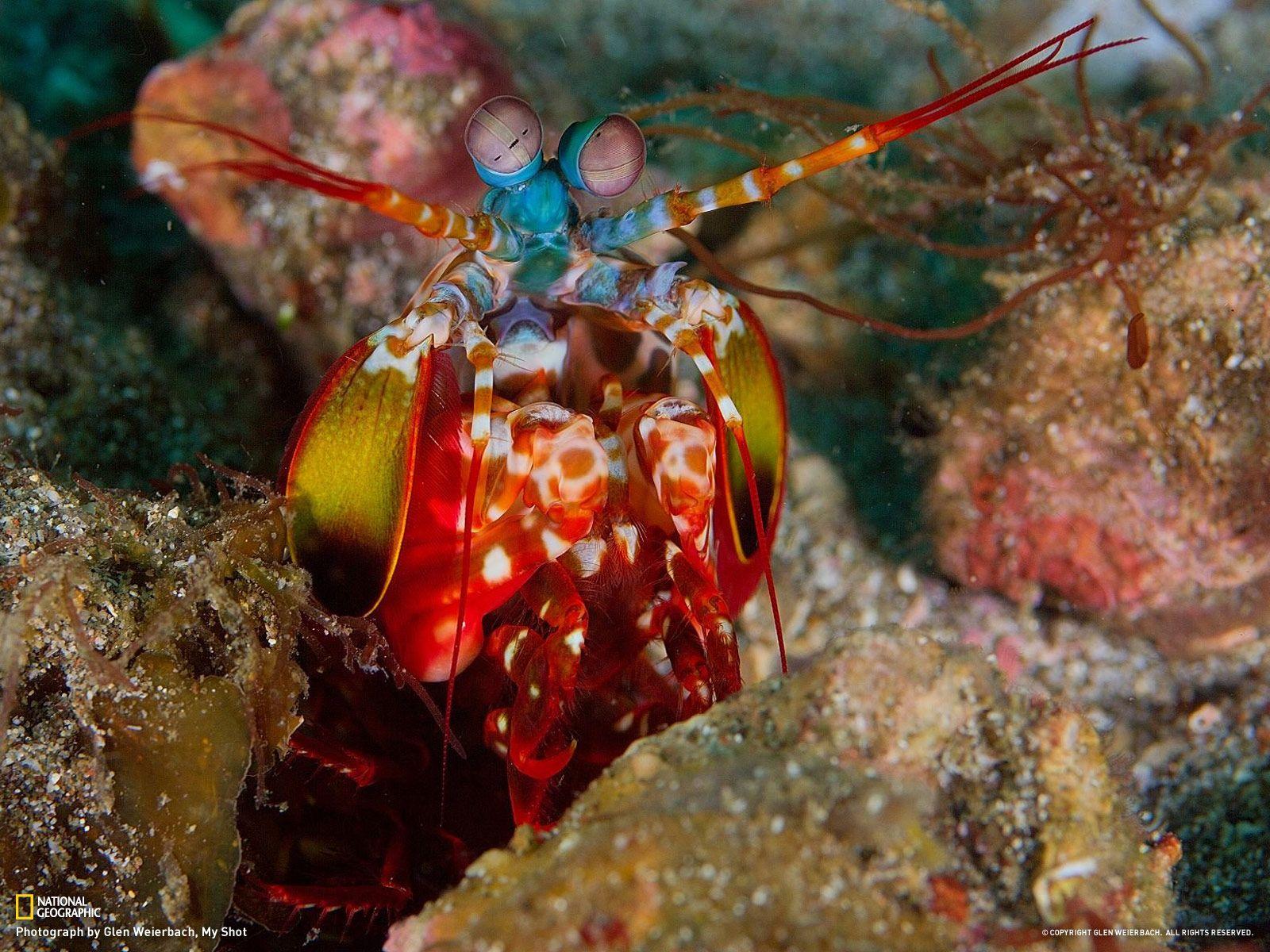 Mantis Shrimp