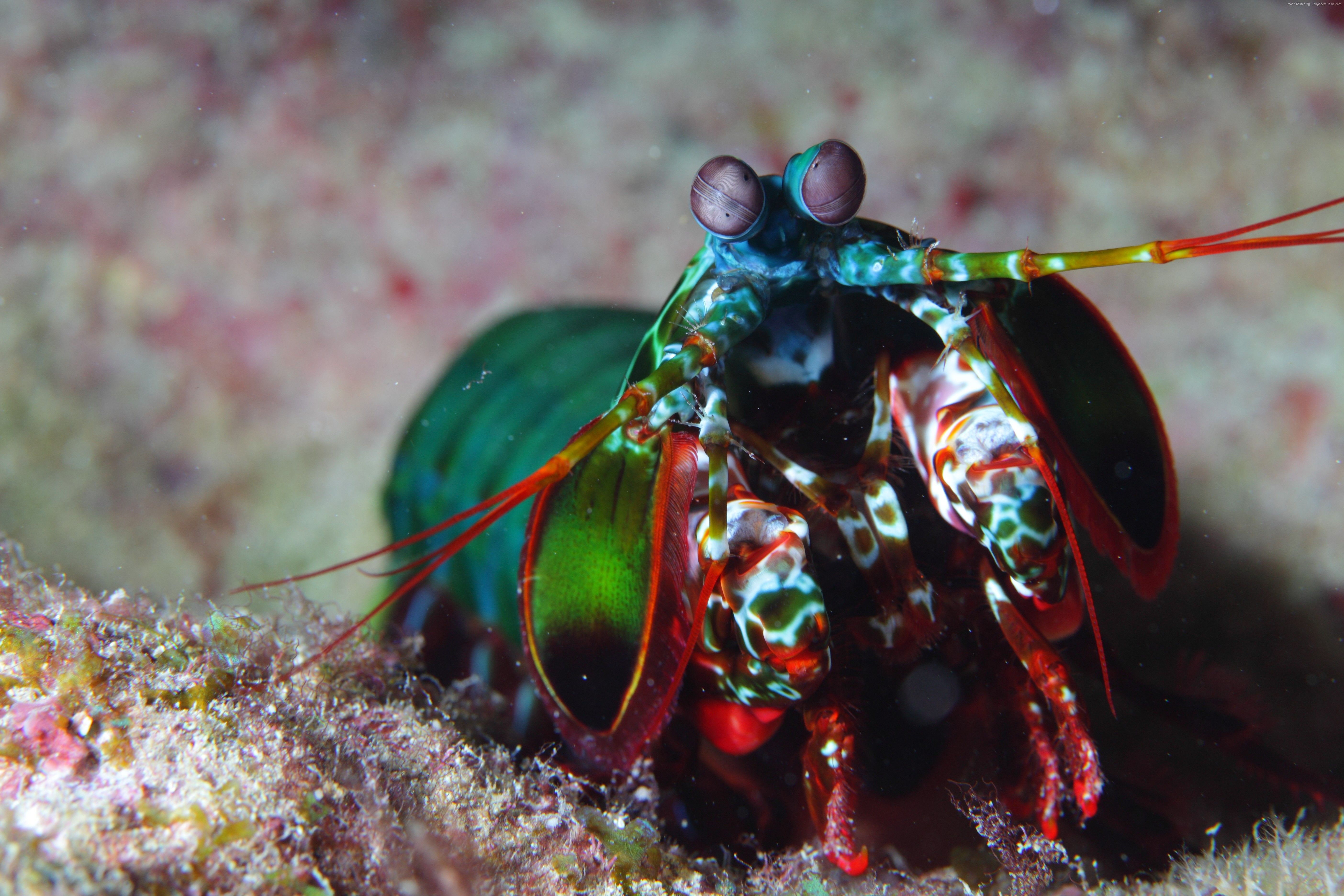 Wallpaper Mantis shrimp, Indian, Pacific, Ocean, Africa, Hawaii