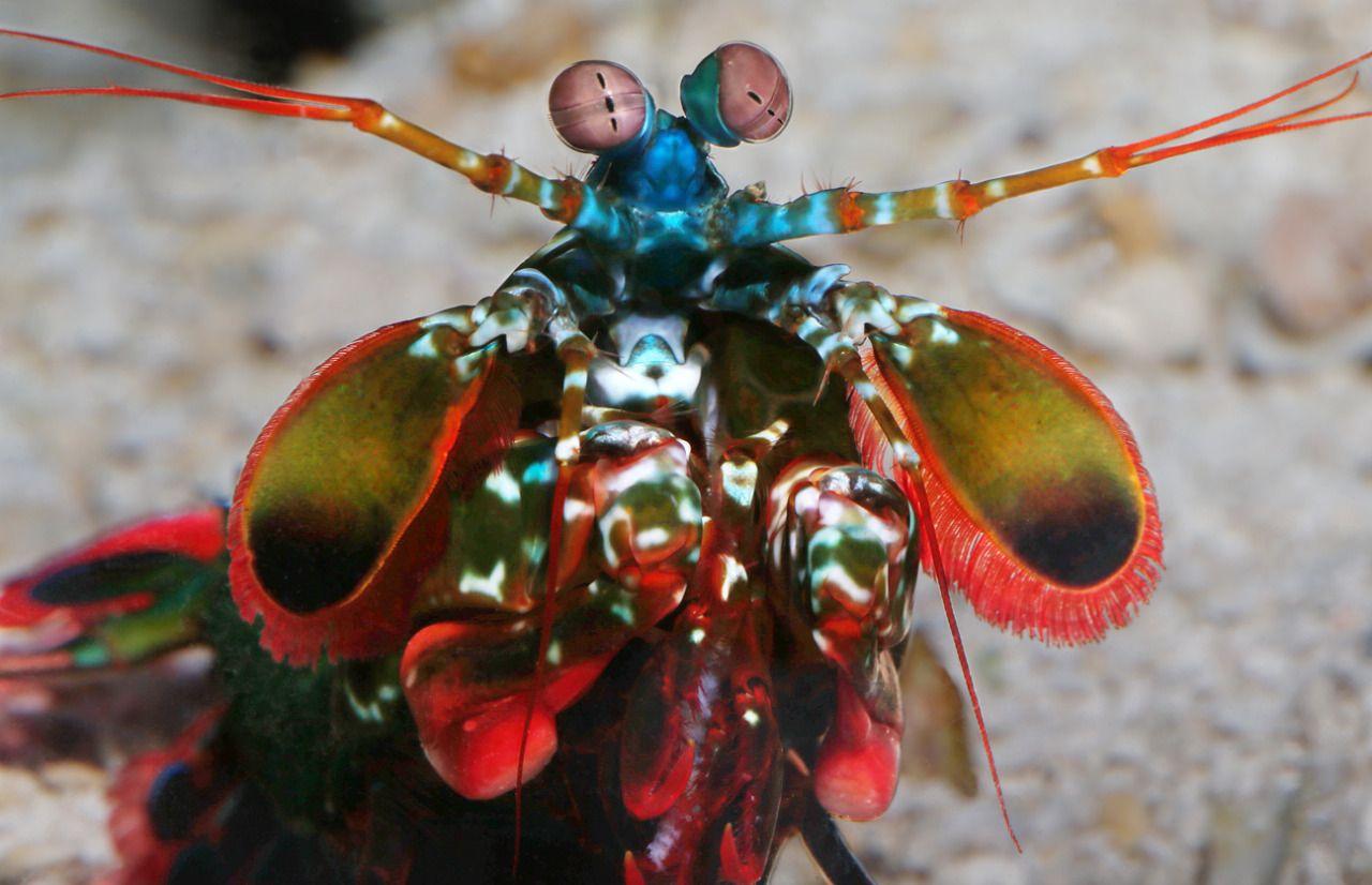 1280x826px Best Mantis Shrimp wallpaper 99